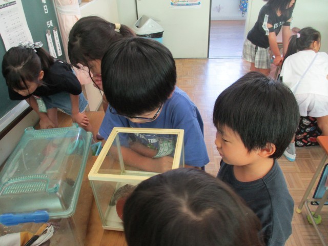 かえるをみせてもらったよ